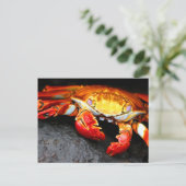 Carte Postale Crabe des Galapagos (Debout devant)