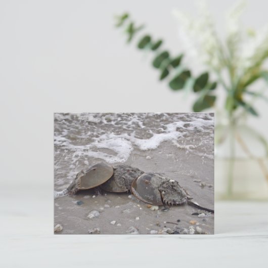 Carte Postale Crabe du fer à cheval (Debout devant)