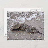 Carte Postale Crabe du fer à cheval (Devant / Derrière)