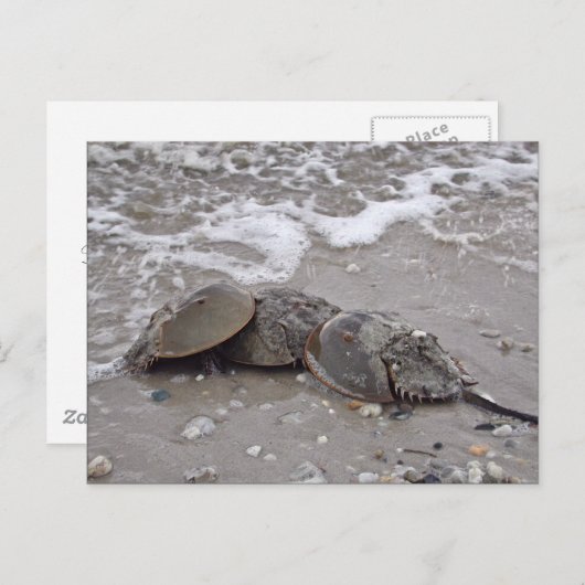 Carte Postale Crabe du fer à cheval (Devant / Derrière)