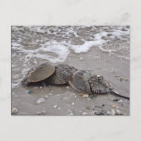 Crabe du fer à cheval