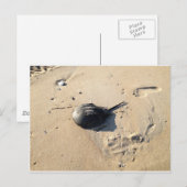 Carte Postale crabe en fer à cheval (Devant / Derrière)