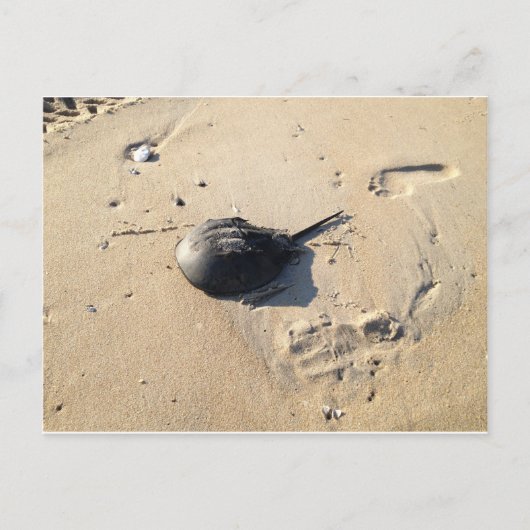 Carte Postale crabe en fer à cheval (Devant)