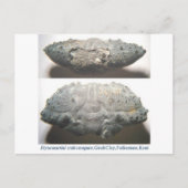Carte Postale Crabe fossile (Devant)