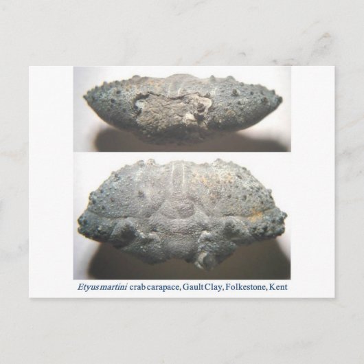 Carte Postale Crabe fossile (Devant)