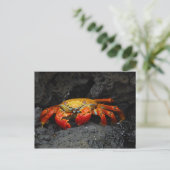 Carte Postale Crabe Grapsus Grapsus Des Îles Galapagos (Debout devant)