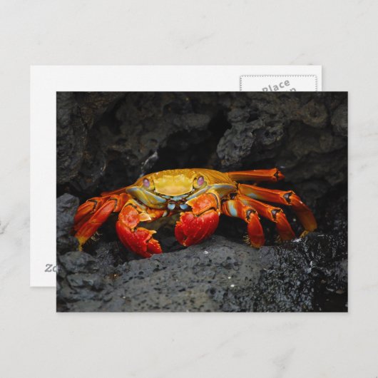 Carte Postale Crabe Grapsus Grapsus Des Îles Galapagos (Devant / Derrière)