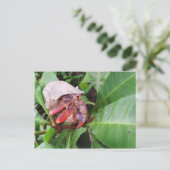 Carte Postale Crabe hermite (Debout devant)