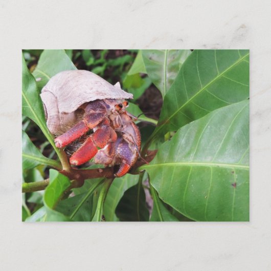 Carte Postale Crabe hermite (Devant)