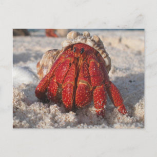 Carte Postale Crabe hermite