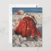 Carte Postale Crabe hermite (Devant / Derrière)