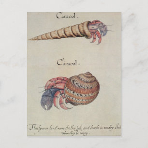 Carte Postale Crabe hermite