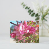 Carte Postale Crabe pommier en fleurs (Debout devant)