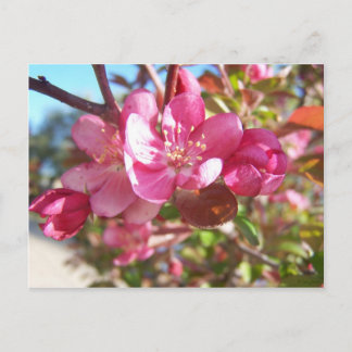 Carte Postale Crabe pommier en fleurs
