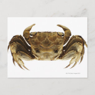Carte Postale Crabe sur arrière - plan blanc