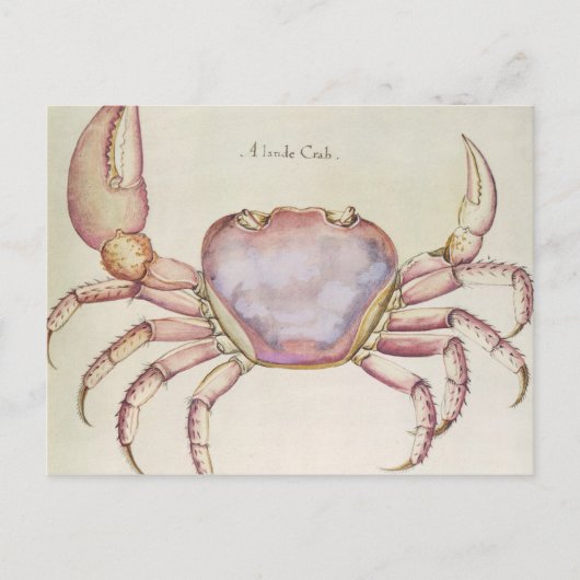 Carte Postale Crabe terrestre (Devant)