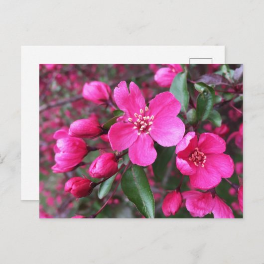 Carte Postale Crabelle rose à fleurs (Devant / Derrière)