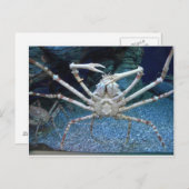 Carte Postale Crabes (Devant / Derrière)