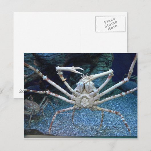 Carte Postale Crabes (Devant / Derrière)