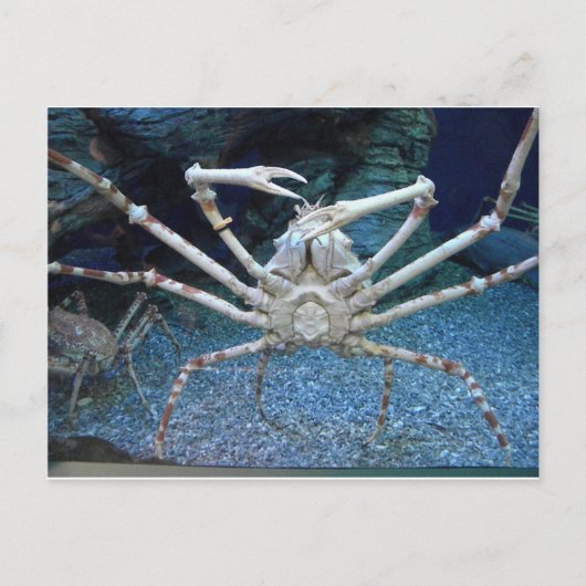 Carte Postale Crabes (Devant)
