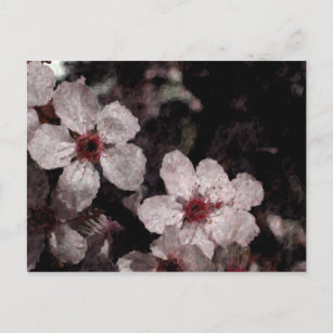 Carte postale craie Cherry Blossoms