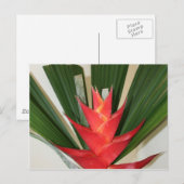 Carte Postale Craie de homard Fleur d'Heliconia (Devant / Derrière)
