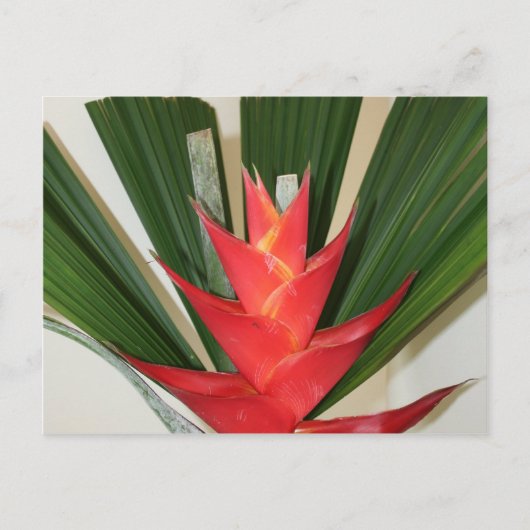Carte Postale Craie de homard Fleur d'Heliconia (Devant)