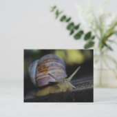 Carte Postale Crampe d'escargot sur la corniche (Debout devant)