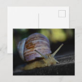 Carte Postale Crampe d'escargot sur la corniche (Devant / Derrière)
