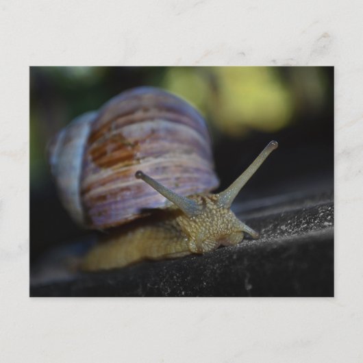 Carte Postale Crampe d'escargot sur la corniche (Devant)