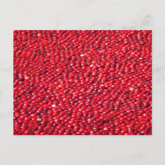 Carte Postale Cranberries Festive Rouge (Devant)