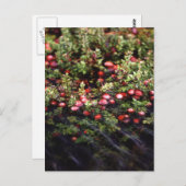 Carte Postale Cranberry Bog (Devant / Derrière)