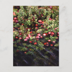 Carte Postale Cranberry Bog