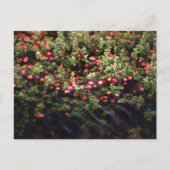 Carte Postale Cranberry Bog (Devant)