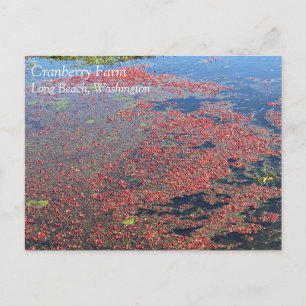 Carte Postale Cranberry Farm, Long Beach, Washington