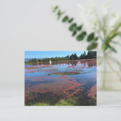 Carte Postale Cranberry Farm, Long Beach, Washington (Debout devant)