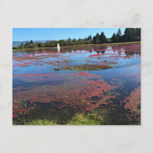 Carte Postale Cranberry Farm, Long Beach, Washington