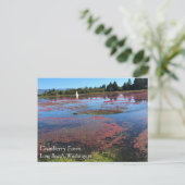 Carte Postale Cranberry Farm, Long Beach, Washington (Debout devant)