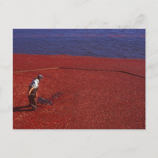 Carte Postale Cranberry Harvest, Middleboro, MA, États-Unis (Devant)