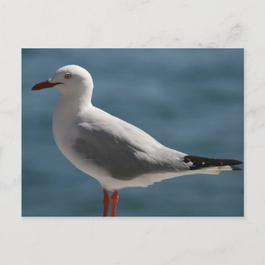 Carte Postale crâne (Devant)