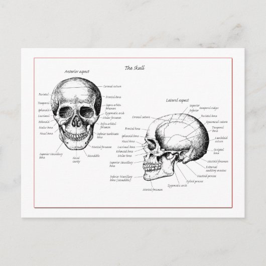 Carte Postale Crâne (Devant)
