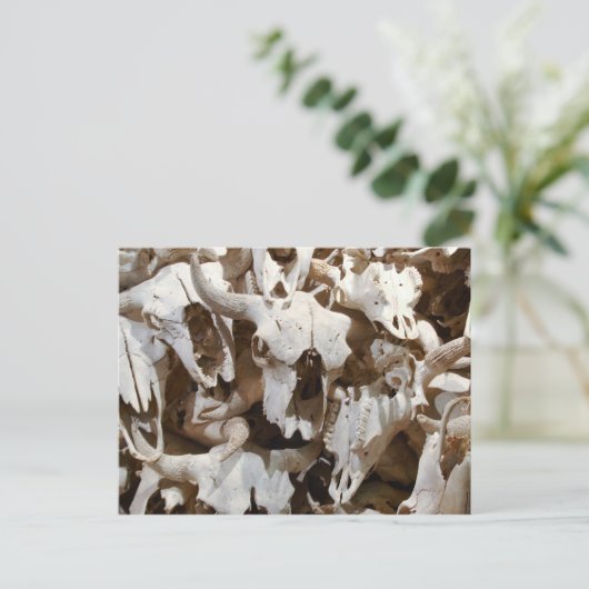 Carte Postale Crâne de bison (Debout devant)