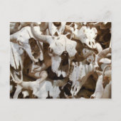 Carte Postale Crâne de bison (Devant)