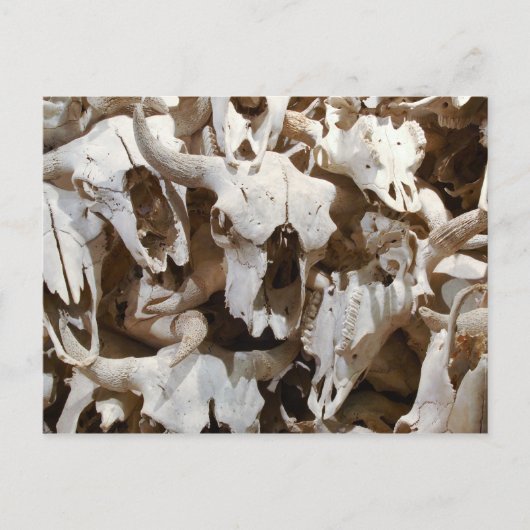 Carte Postale Crâne de bison (Devant)