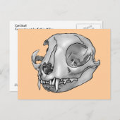 Carte Postale crâne de chat (Devant / Derrière)