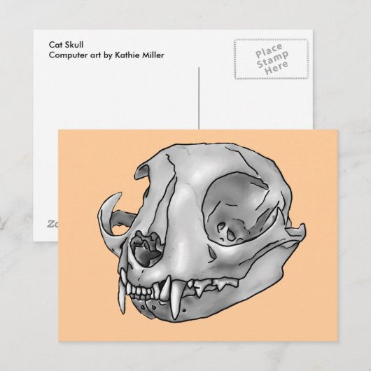 Carte Postale crâne de chat (Devant / Derrière)