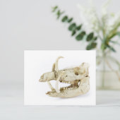 Carte Postale Crâne de sanglier (Debout devant)