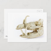 Carte Postale Crâne de sanglier (Devant / Derrière)