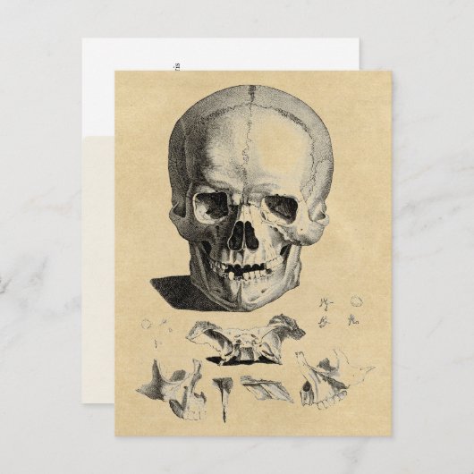 Carte Postale Crâne et os de la mâchoire (Devant / Derrière)