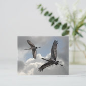 CARTE POSTALE CRANES DE SANDHILL (Debout devant)